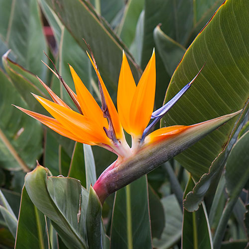 Strelitzia reginae - 10"