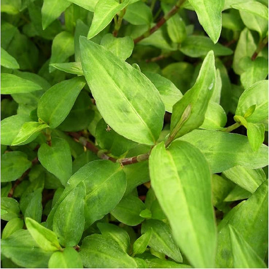 Vietnamese Coriander - 3.5"