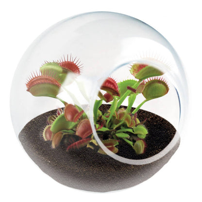 Tiny Terrarium Carnivorous Glass Terrarium