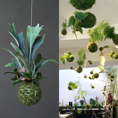 Moss Ball Holder