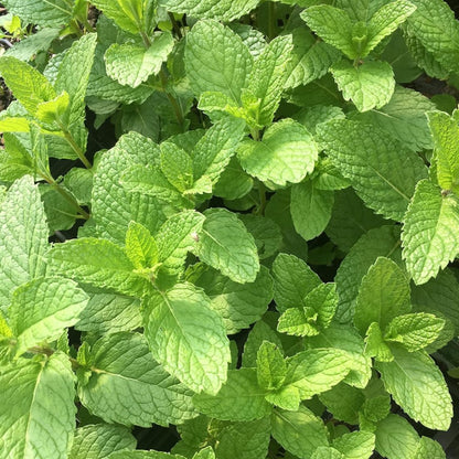 Mint Mojito - 3.5"