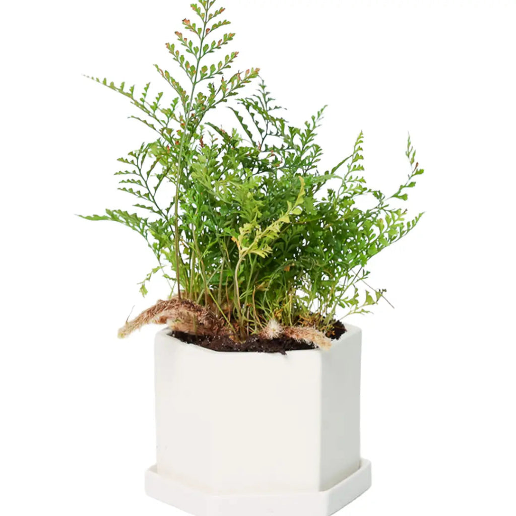 Boho Crystal Pot - 3.5"