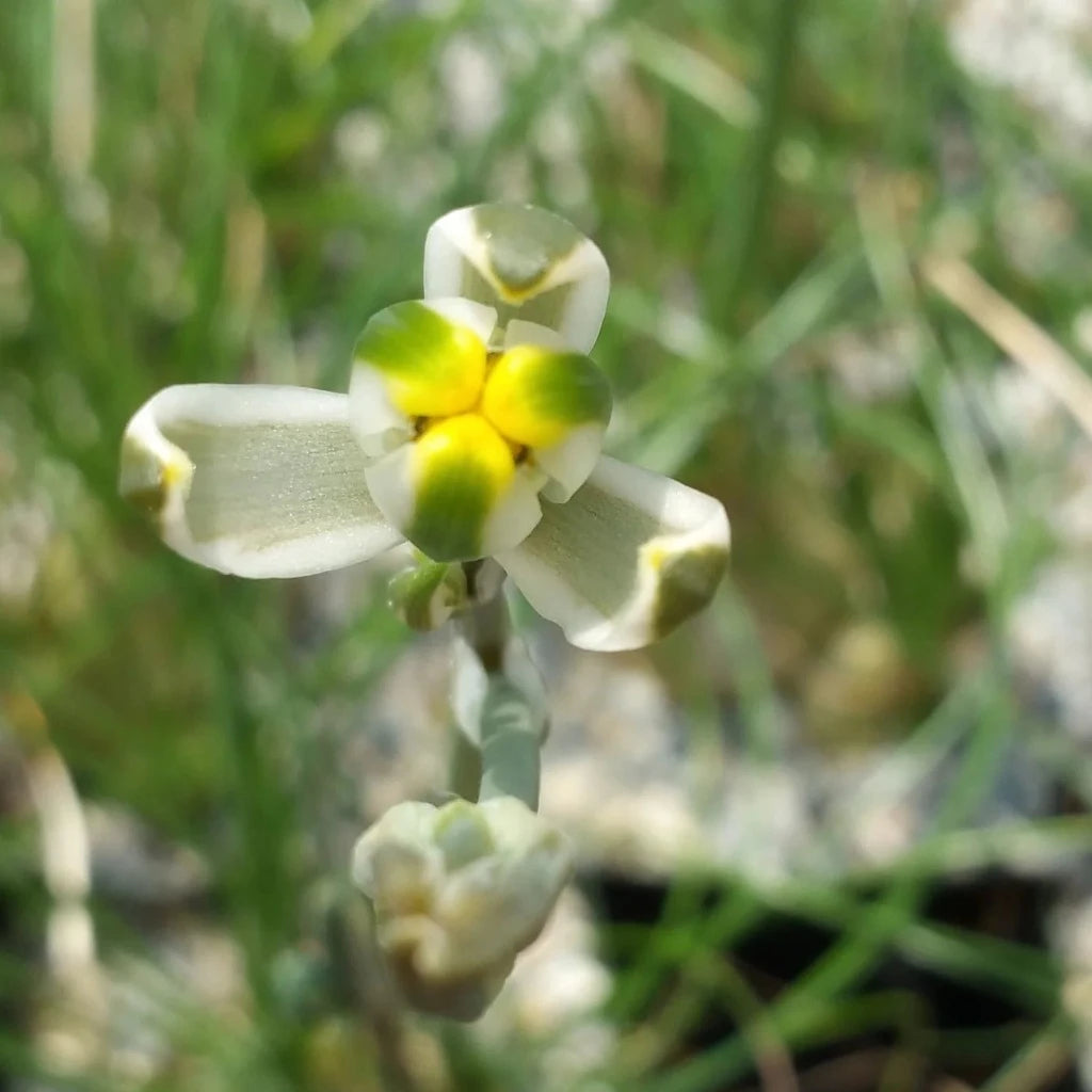 Albuca sp 'Augrabies Hills' - 4