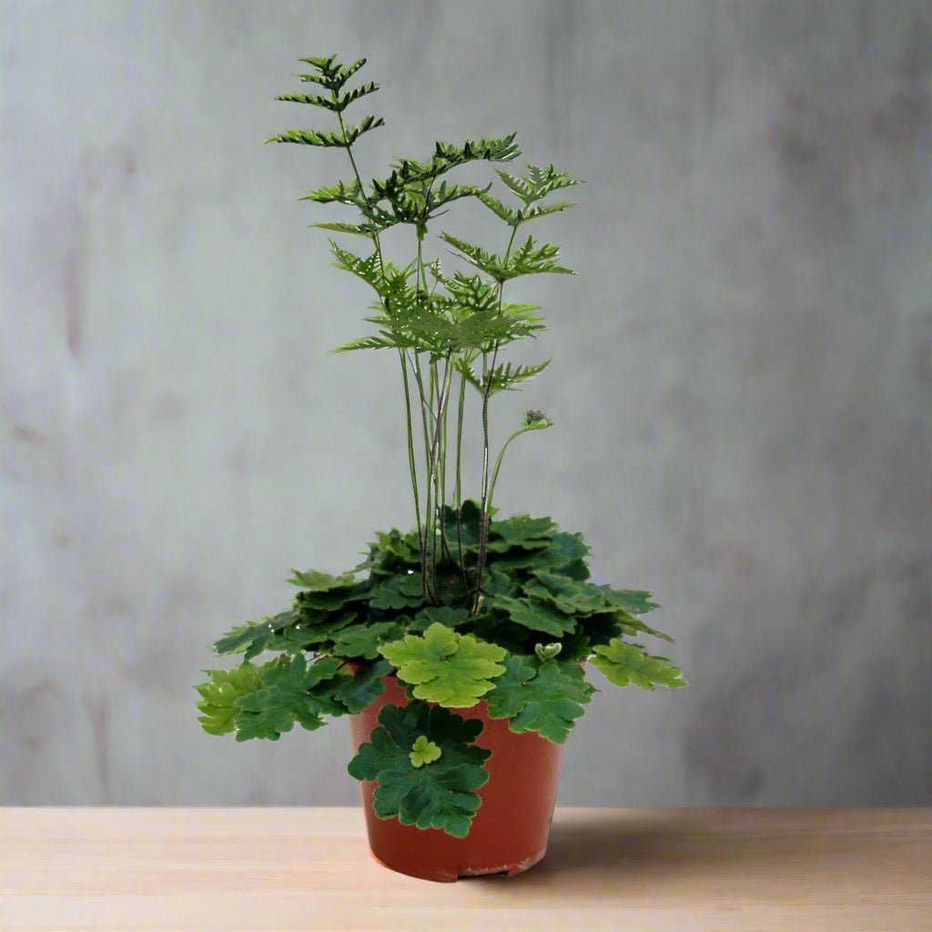Doryopteris cordata - 4"
