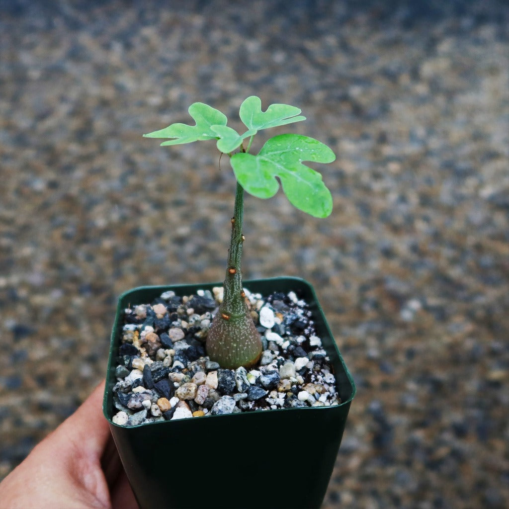 Adenia spinosa - 4