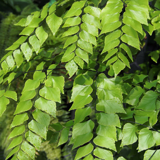 Adiantum peruvianum - 4"