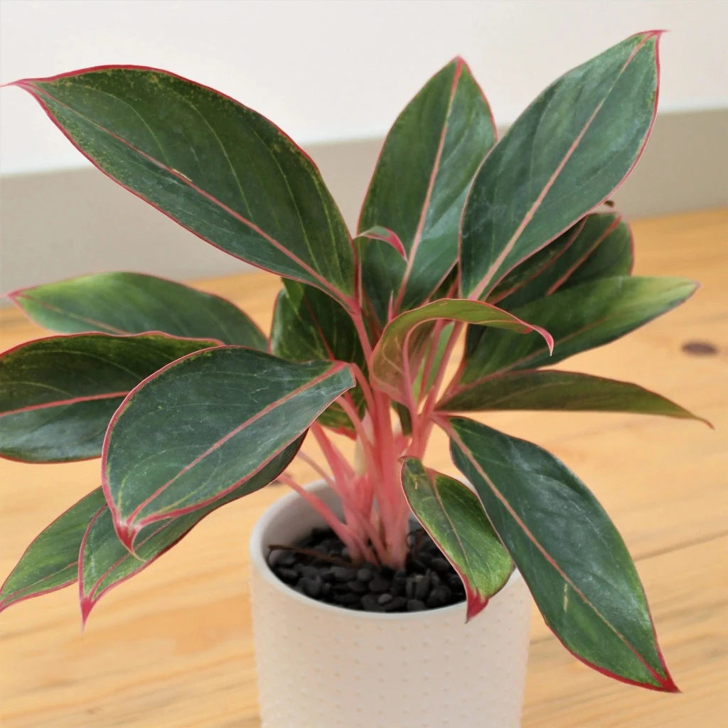 Aglaonema 'Sapphire Suzanne' - 4