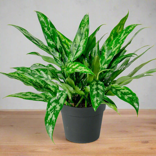 Aglaonema 'Maria' - 6"