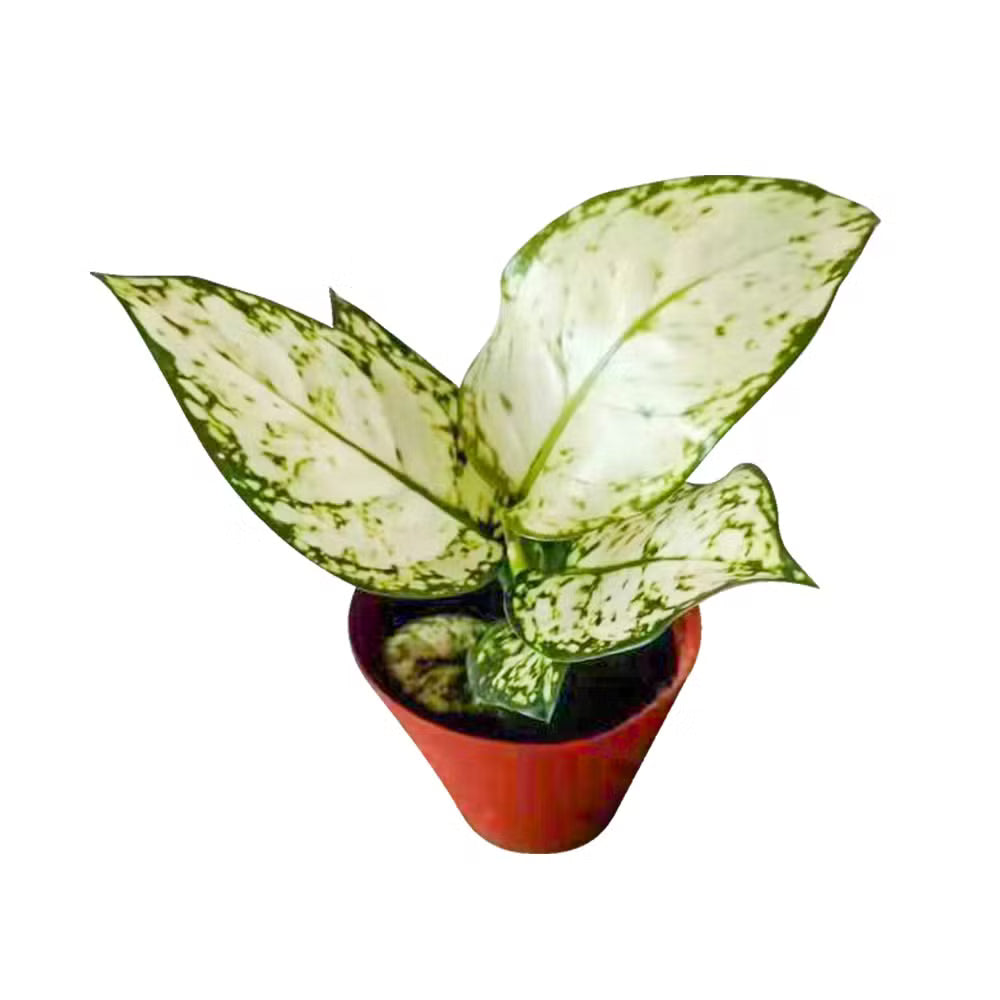 Aglaonema 'White Ruyi' - 2"