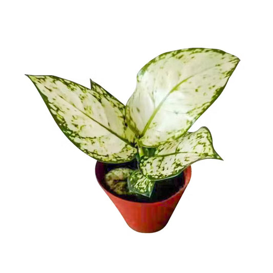 Aglaonema 'White Ruyi' - 2"