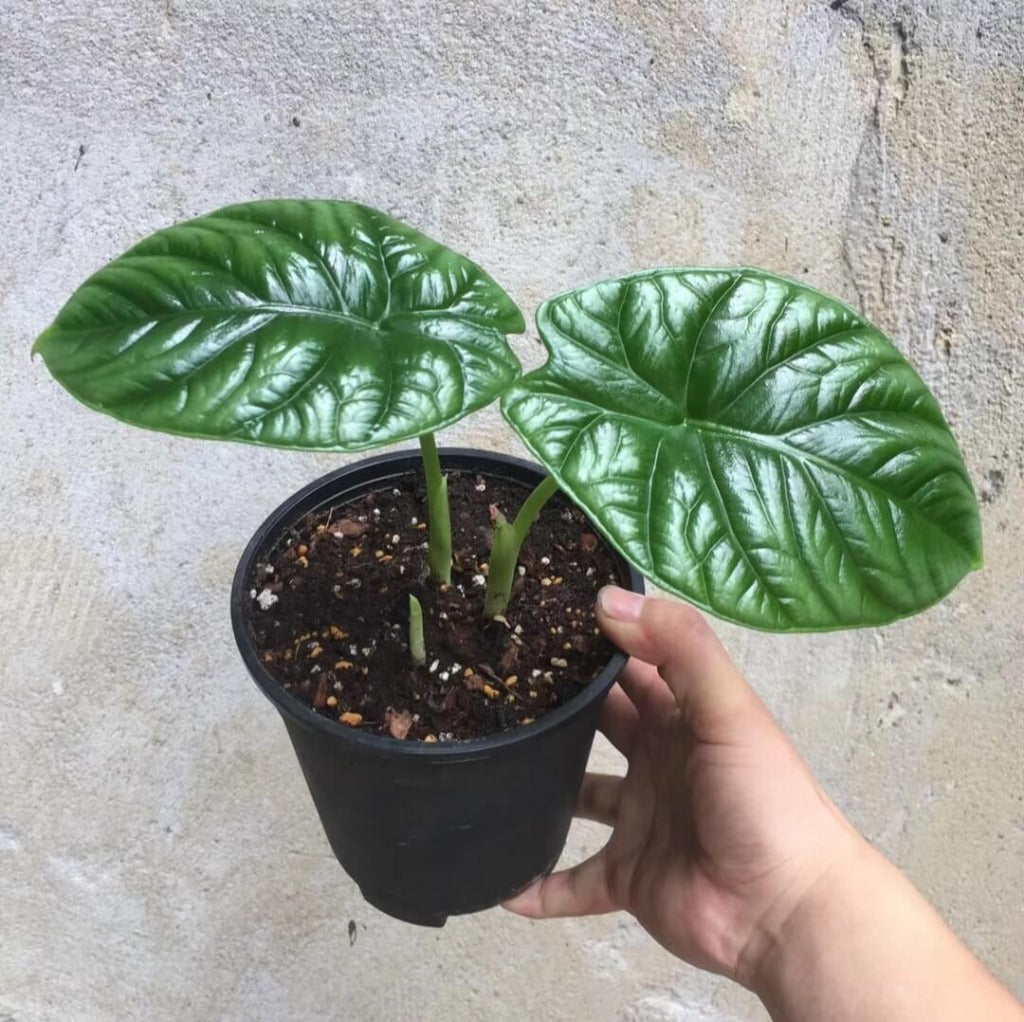 Alocasia sinuata - 4.5