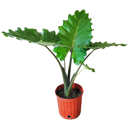 Alocasia Portadora - 6.5"