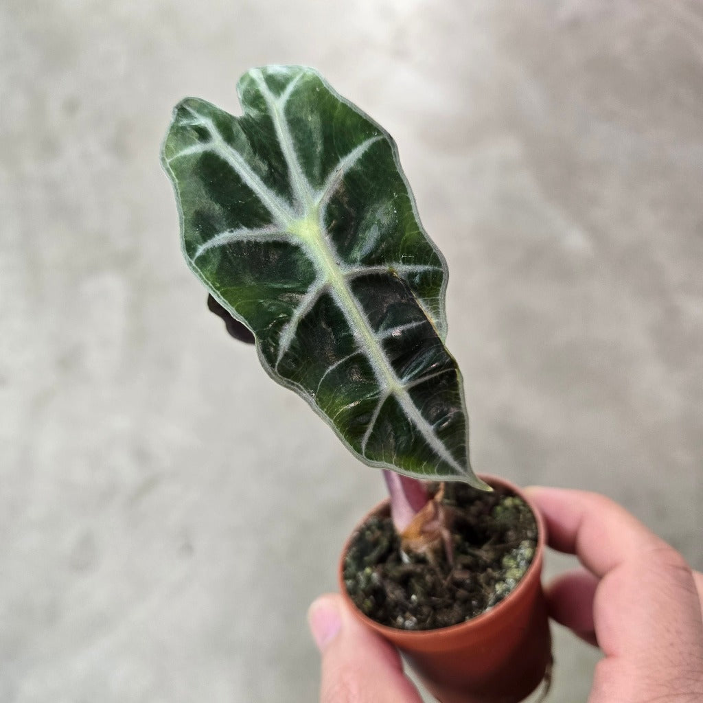 Alocasia amazonica Polly - 2