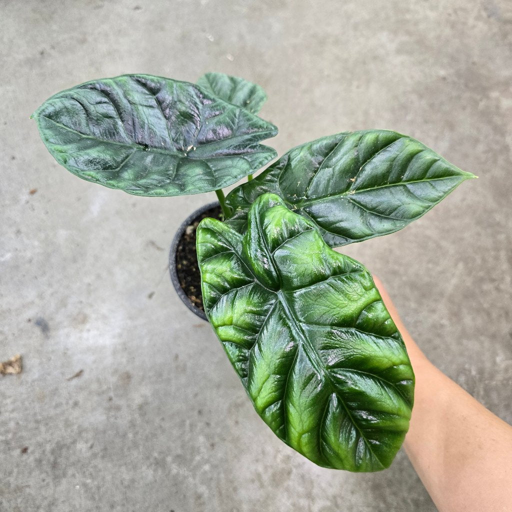 Alocasia baginda 'Dragon Scale' - 4"