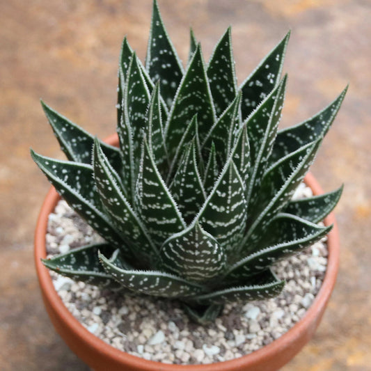 Aloe Tiki Tahi  - 4.33"