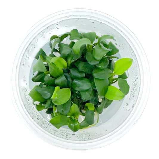Anubias barteri var. nana 'Petite'