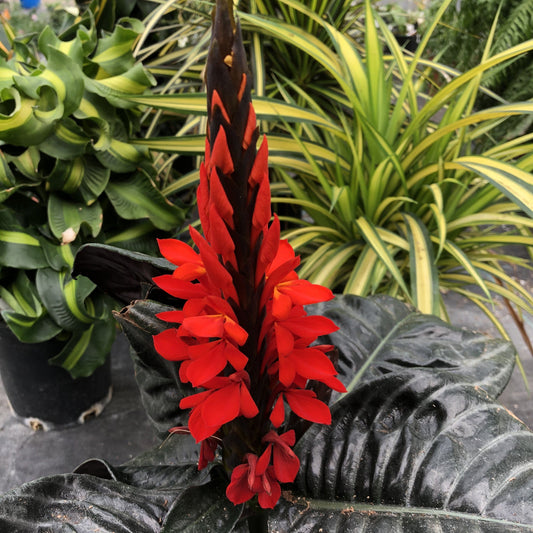 Aphelandra nova fuego - 4"