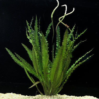 Aponogeton Longiplumulosus - bulb