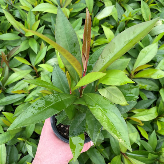Ardisia humilis - 4"