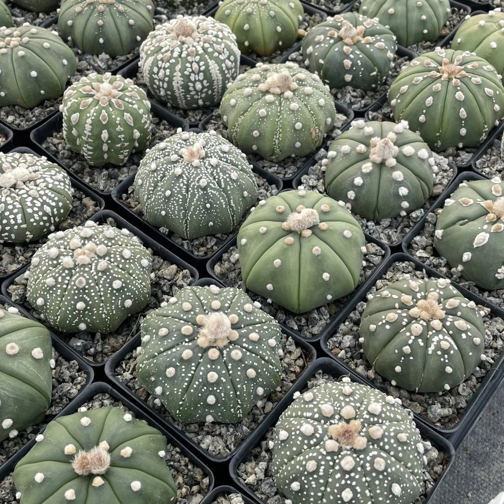 Astrophytum asterias assorted - 2