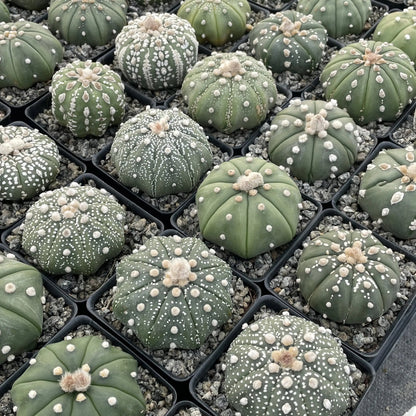 Astrophytum asterias assorted - 2"