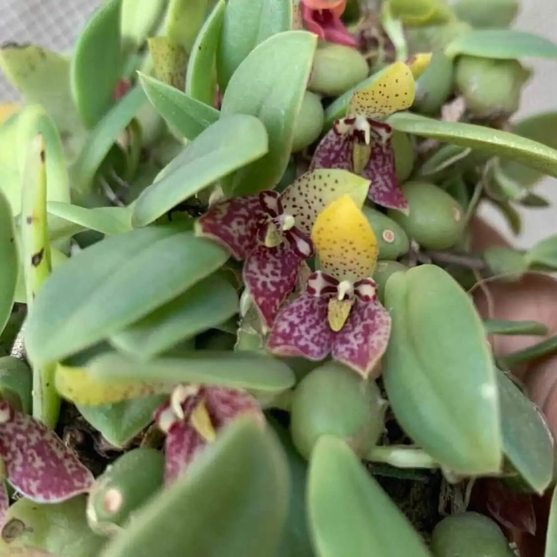 Cambodian Bulbophyllum
