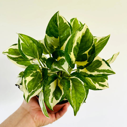Epipremnum aureum 'Glacier' - 4.5"