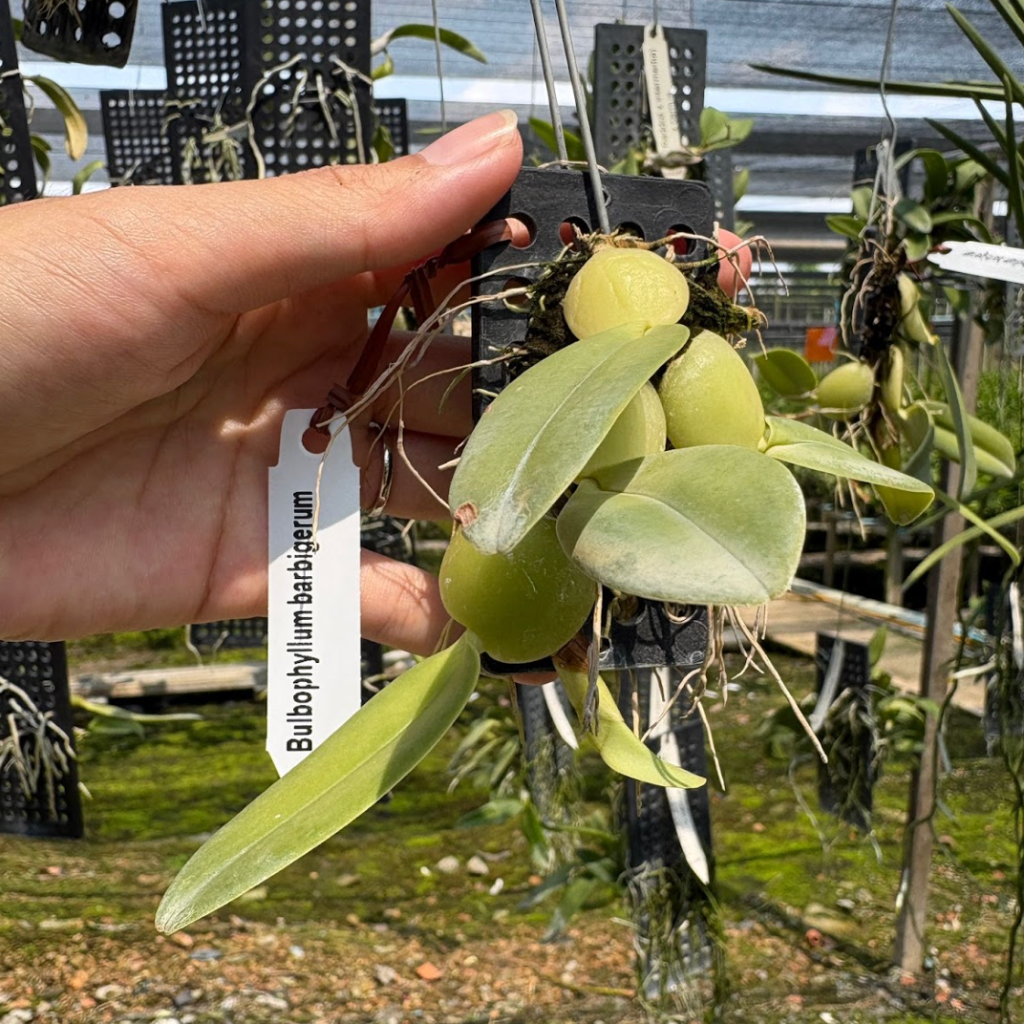 Bulbophyllum barbigerum