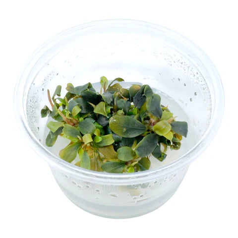 Bucephalandra brownie purple