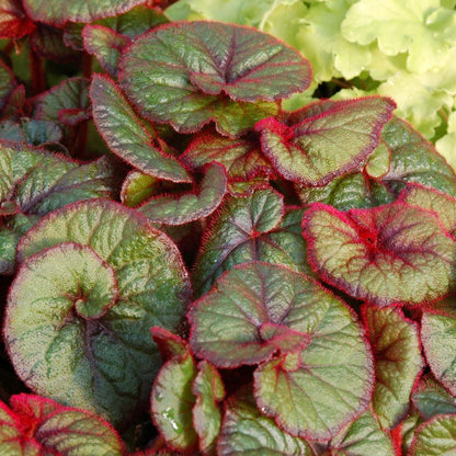 Begonia 'Curly Fireflush' - 4"