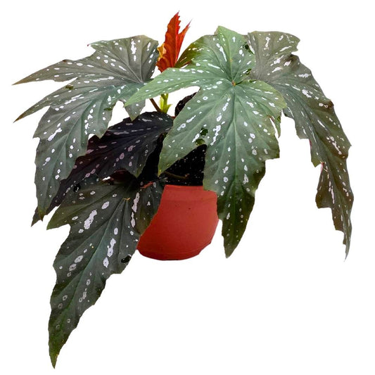 Begonia angel wing Sophie Cecile - 4"