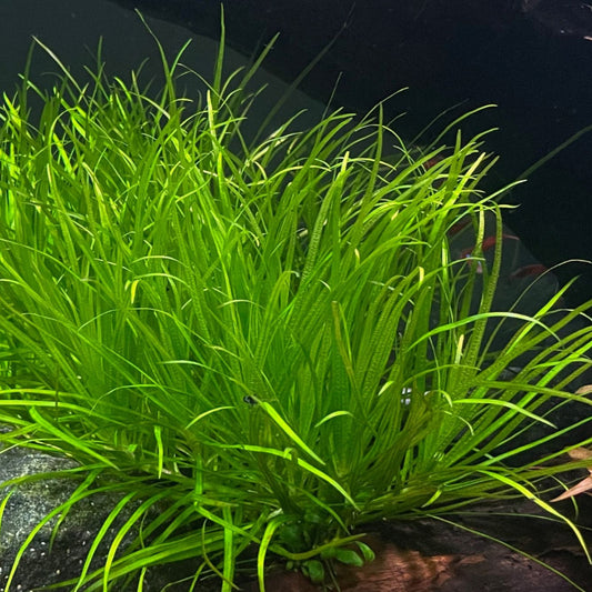 Blyxa japonica