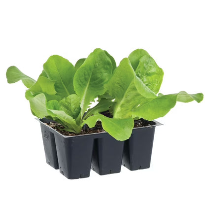 Vegetable - Lettuce Buttercrunch