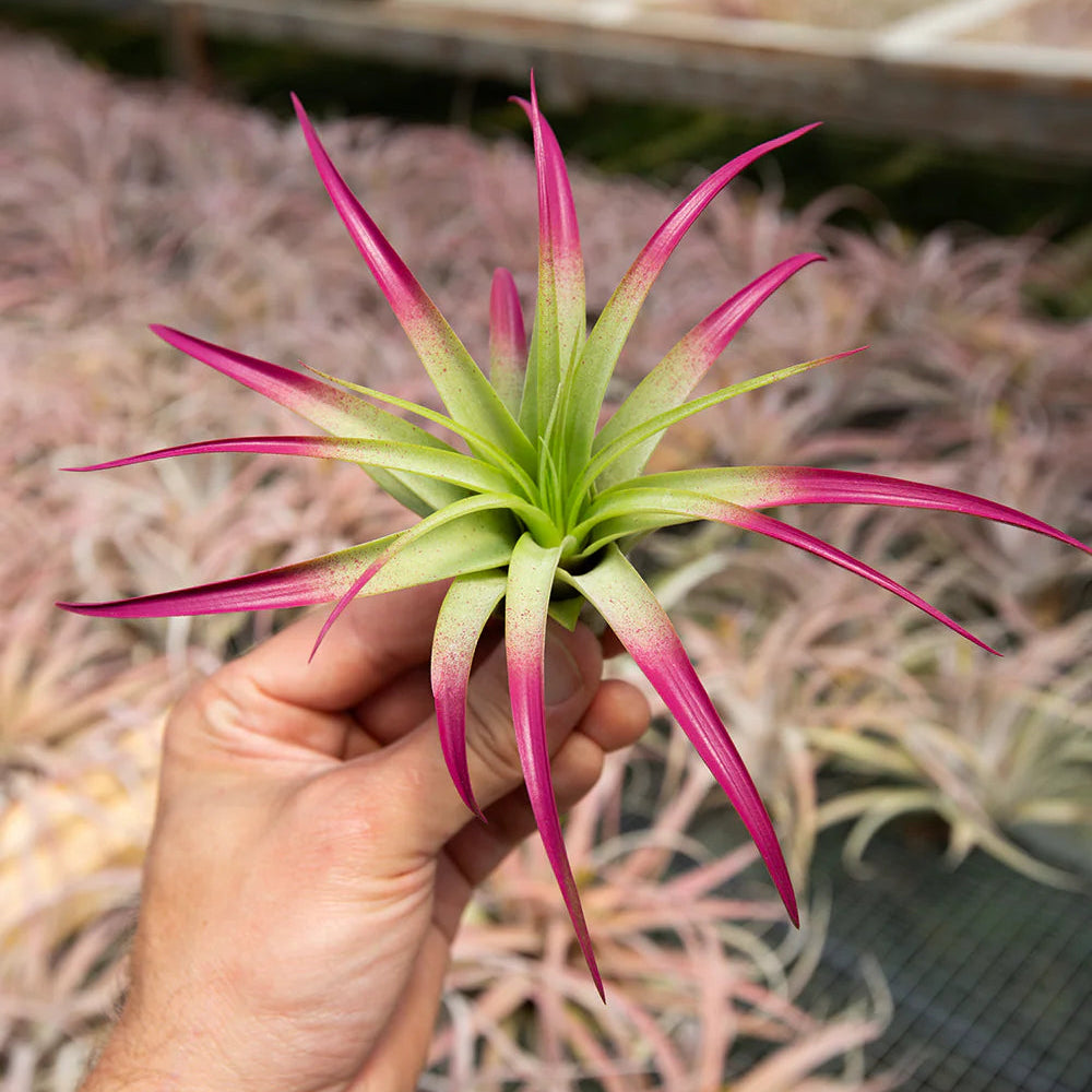 Brachycaulos magenta 5-6" (enhanced)
