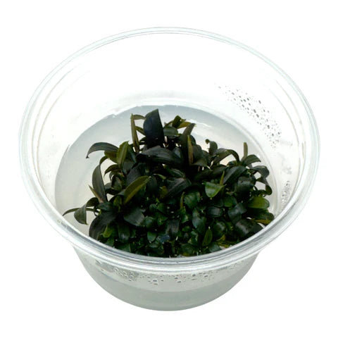 Bucephalandra brownie ghost ulu kapus