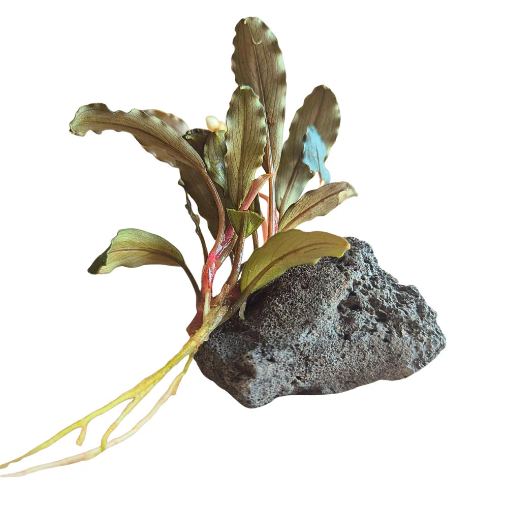 Bucephelandra brownie 'ghost ulu kapus'