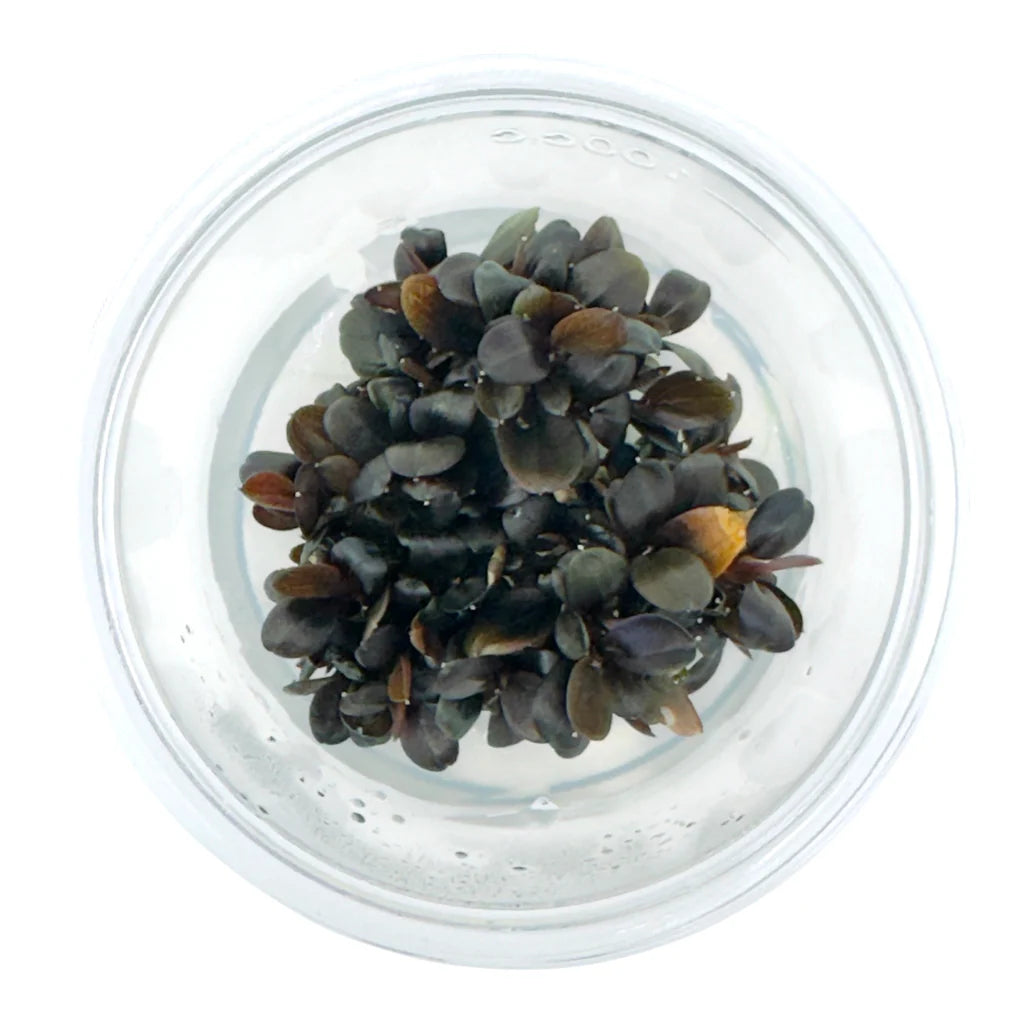 Bucephalandra brownie rotundifolia neo