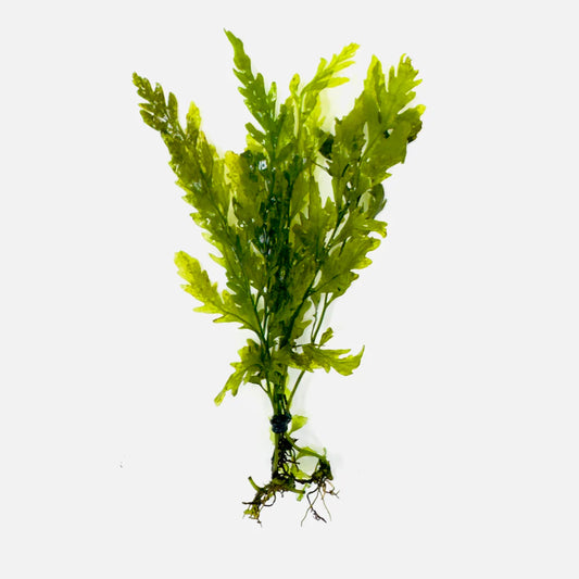 Bolbitis heudolotii