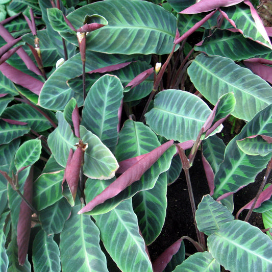Calathea warscewiczii - 6"