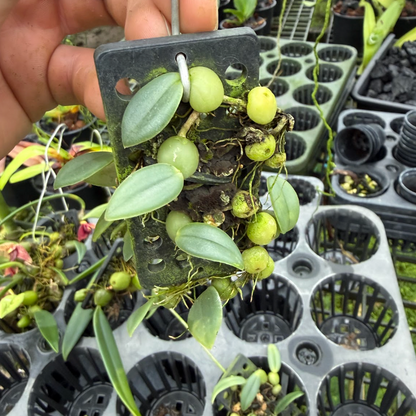 Bulbophyllum cambodianum