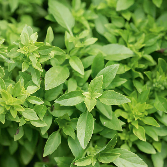 Crisp Bonsai Basil - 6"
