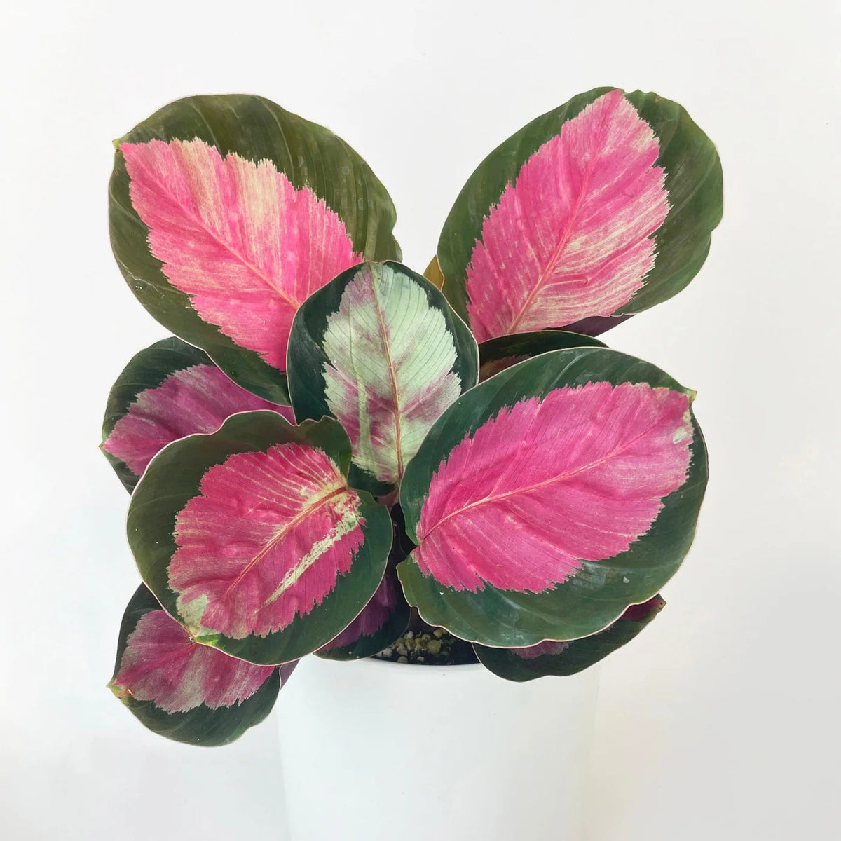 Calathea Roseopicta Crimson - 6.5"