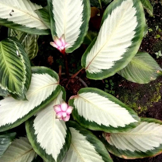 Calathea 'Royal Standard' - 6"