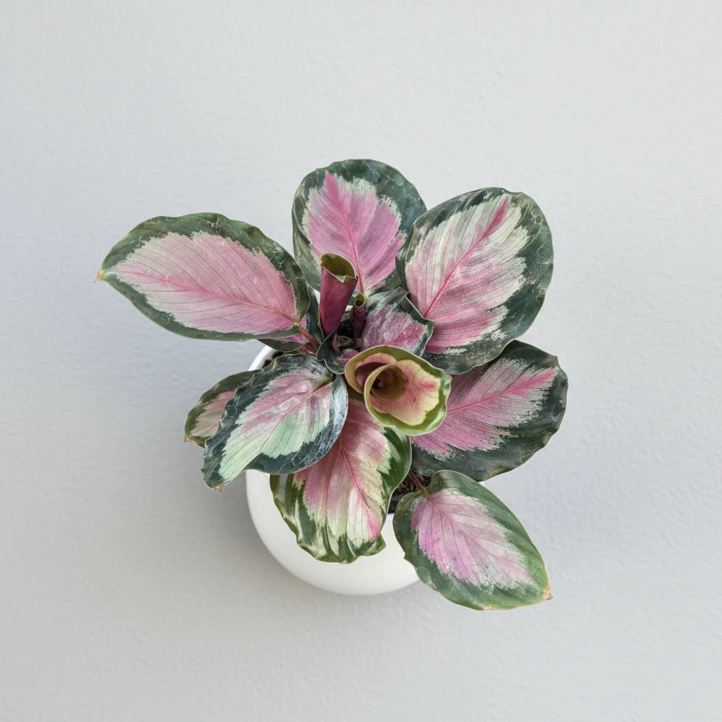 Calathea Roseopicta White Cloud - 4"