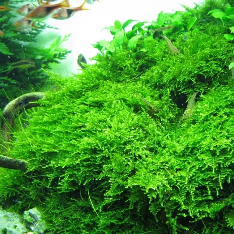 Christmas Moss - portion