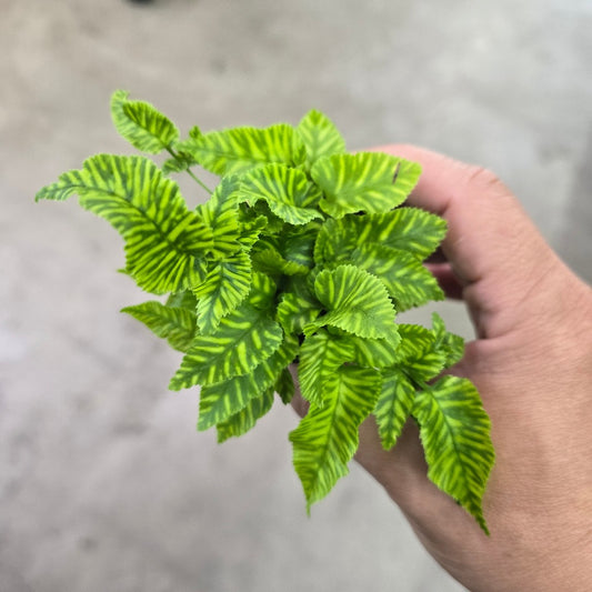 Golden Zebra Fern - 2"