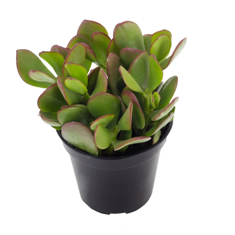 Crassula ovata - 4