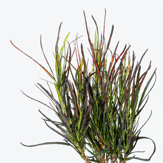 Codiaeum var. 'Picasso's Paintbrush' - 2"