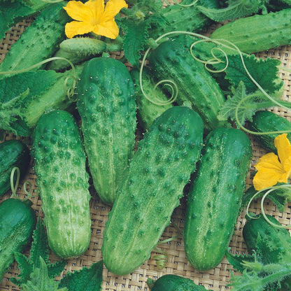 Cucumber 'Patio Snacker' - 3.5"