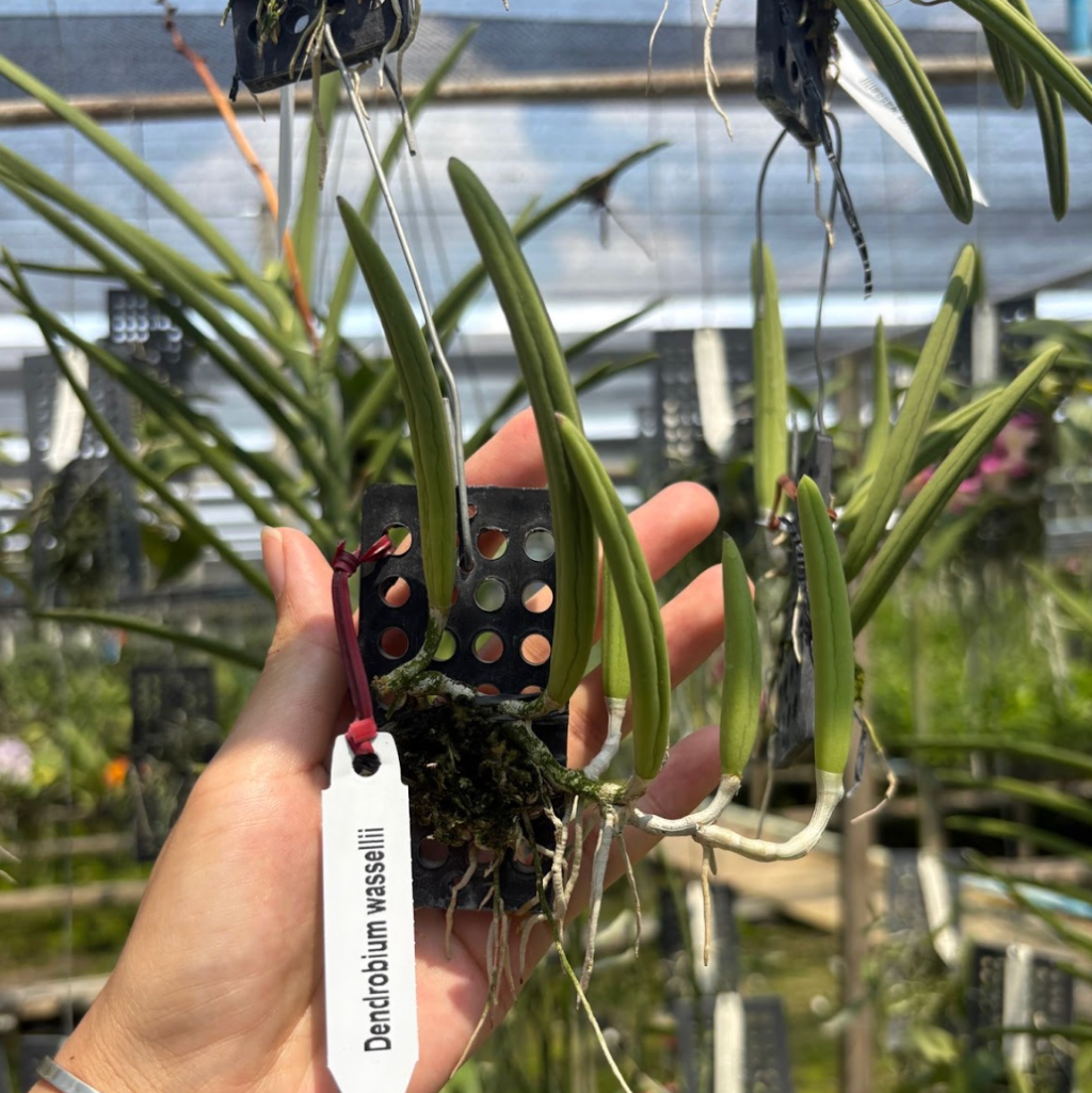 Dendrobium wassellii